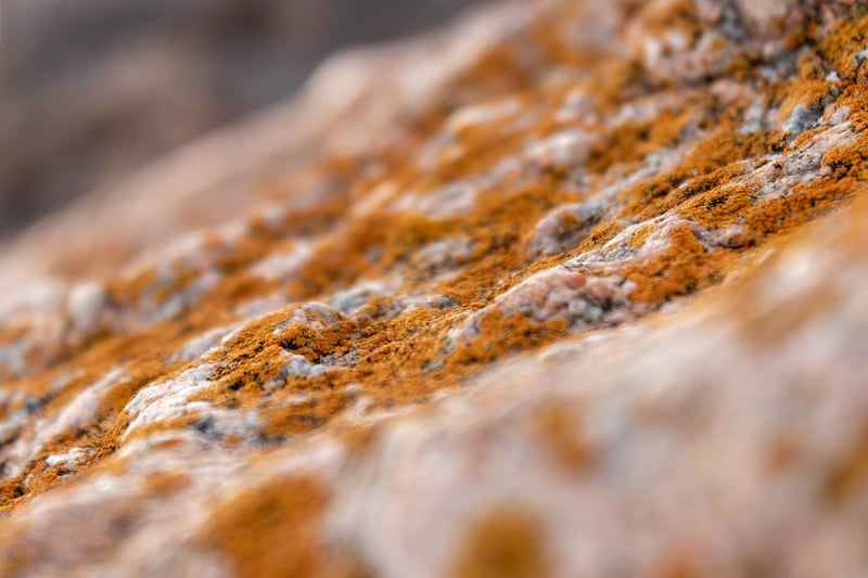 Space Microorganisms
